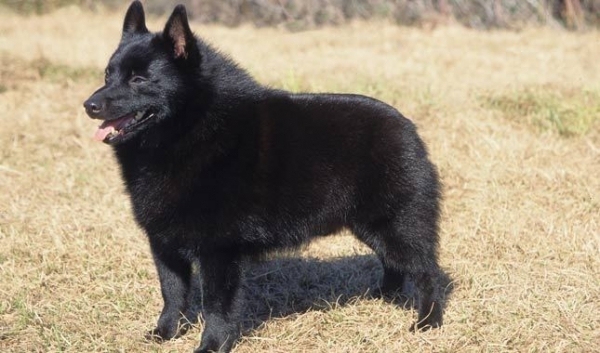 Schipperke