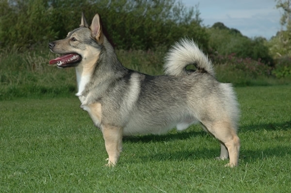 Swedish Vallhund