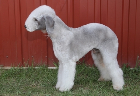 Bedlington Terrier