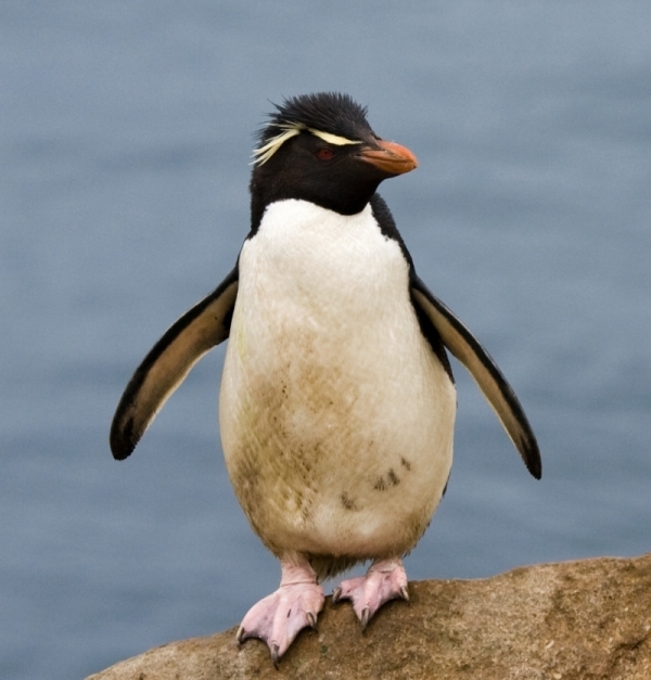 Rockhopper