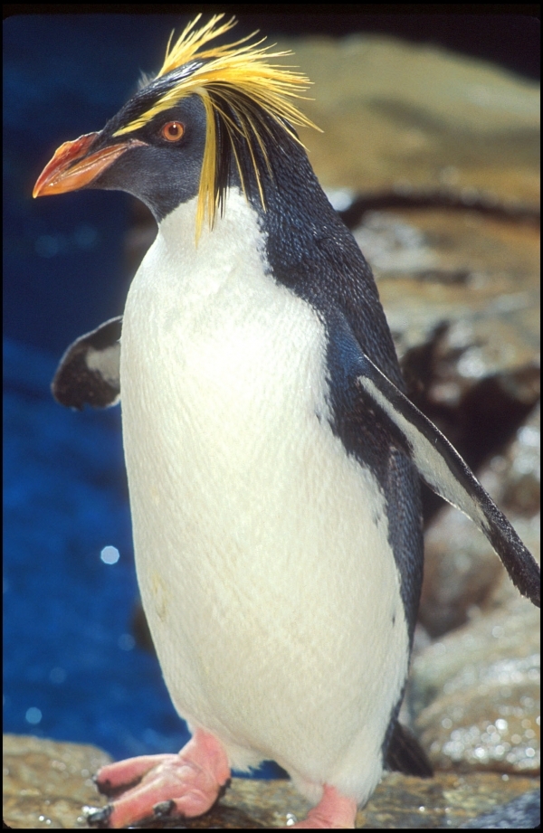 Fiordland