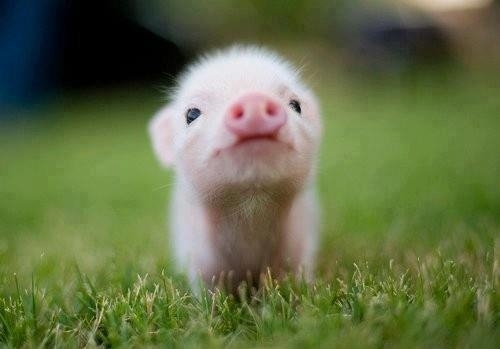 Pink Teacup Piglets