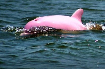 Pink Dolphins