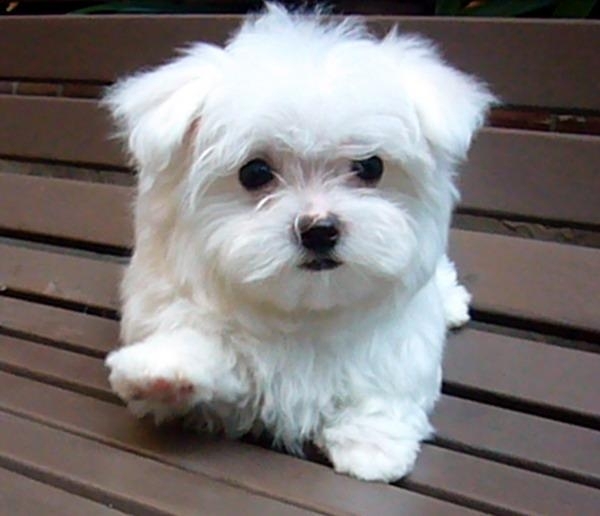 15 Best Small Dog Breeds for Indoor Pets ... Lifestyle