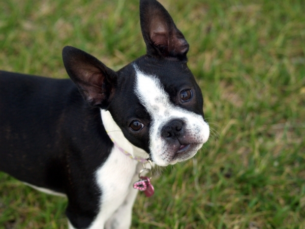 Boston Terrier