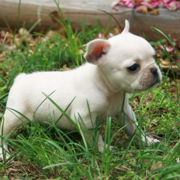 French Bulldog