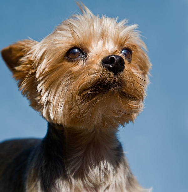 Yorkshire Terrier