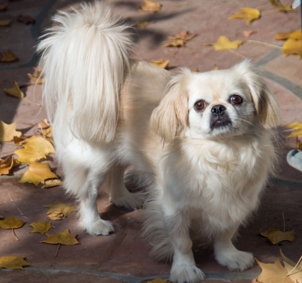 Pekingese