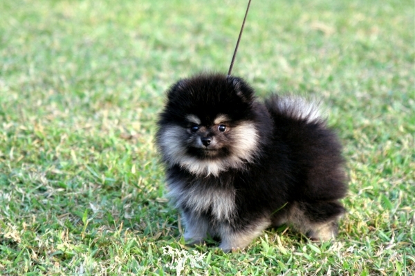 Pomeranian