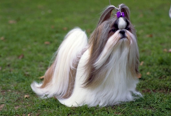 Shih Tzu