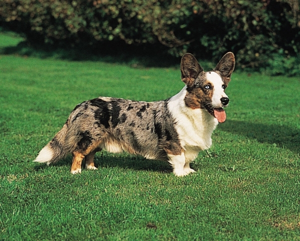 Cardigan Welsh Corgi