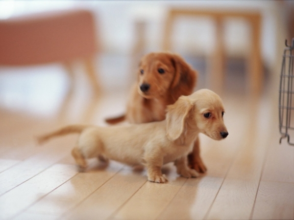 what is the best small indoor dog