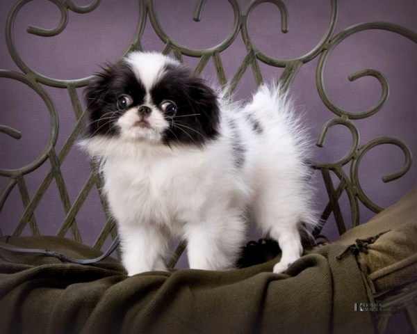 Japanese Chin