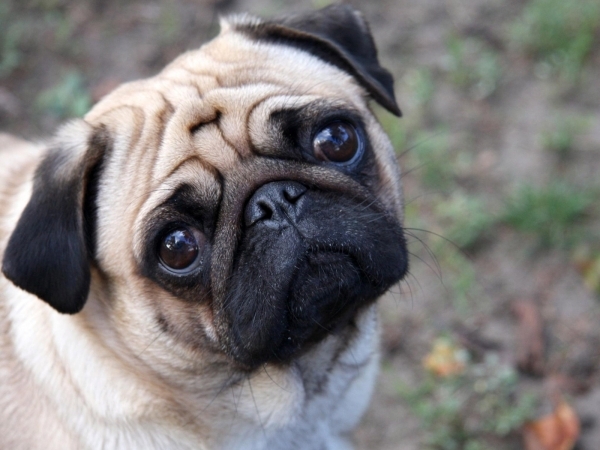 Pug