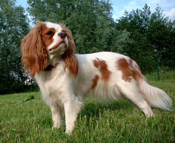 mellow small dog breeds