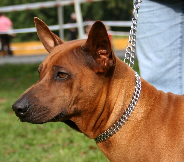 Thai Ridgeback