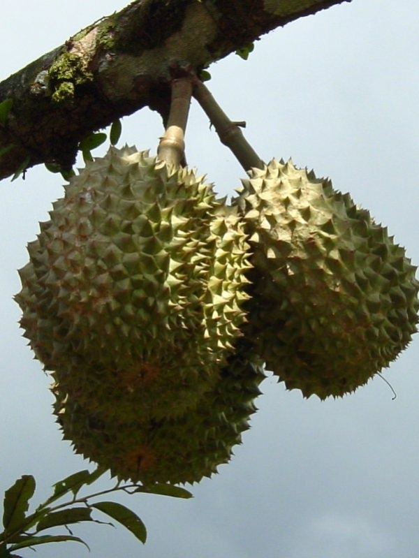 Durian