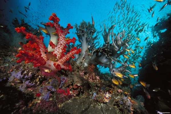 Learn to Dive in the Great Barrier Reef