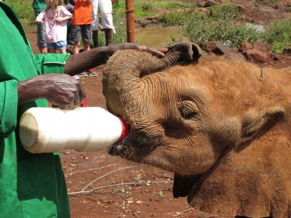 Sheldrick Wildlife Trust