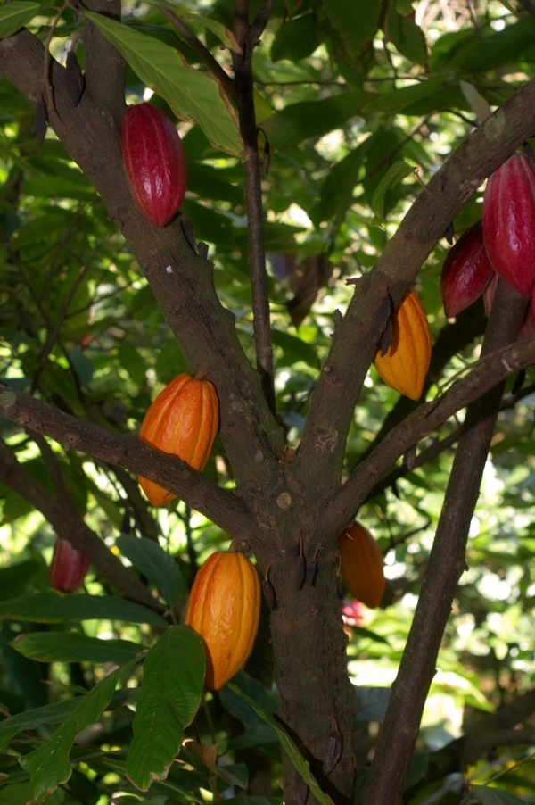 Cacao