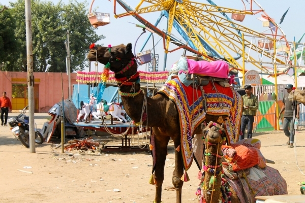 Pushkar Camel Fair