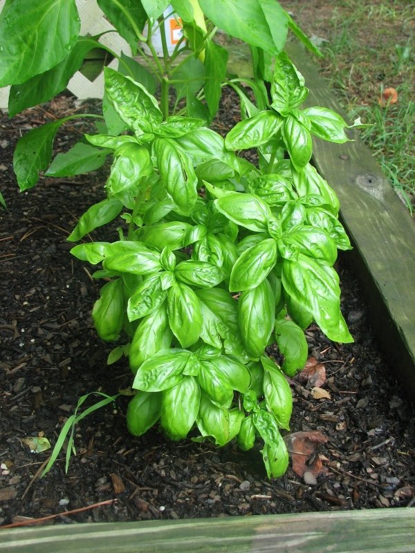 Basil