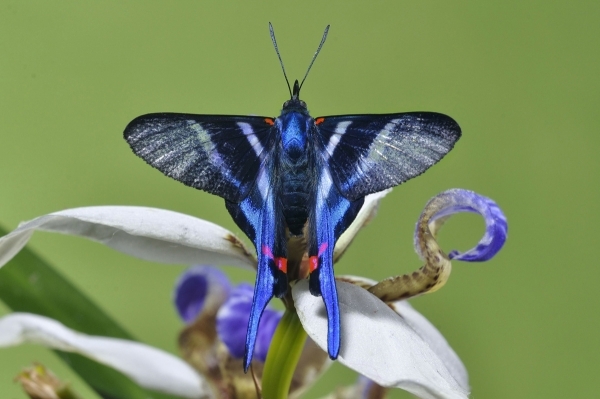 Arcius Swordtail