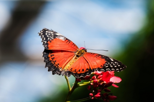 Red Lacewing