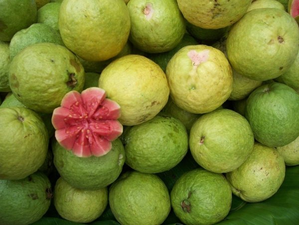 Guava