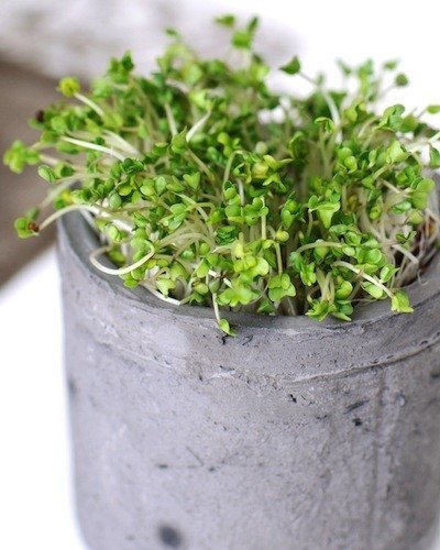 Broccoli Sprouts