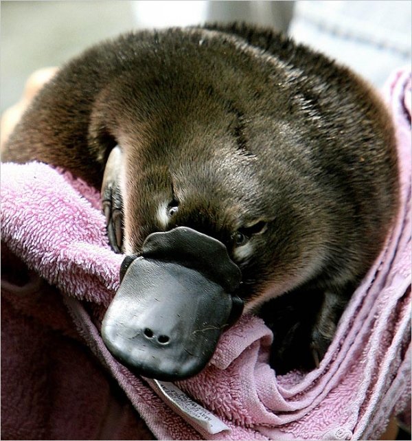 The Duck Bill Platypus