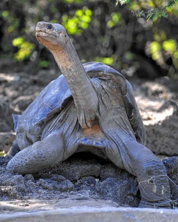 la pinta island tortoise