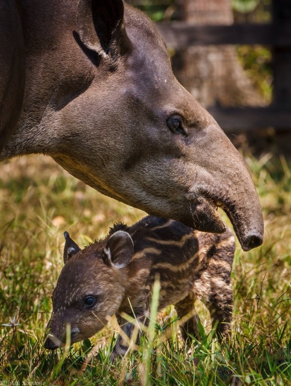 The Tapir