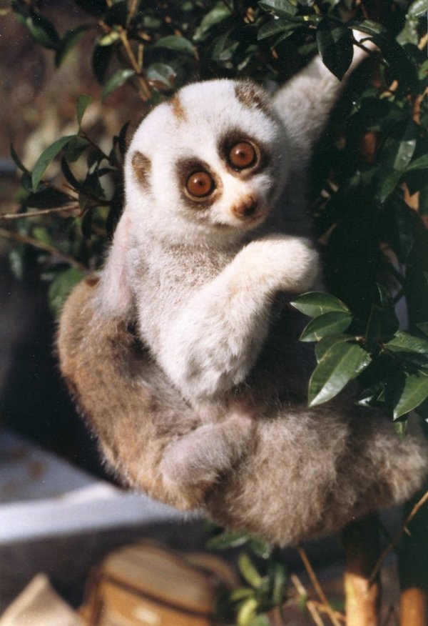 The Slender Loris