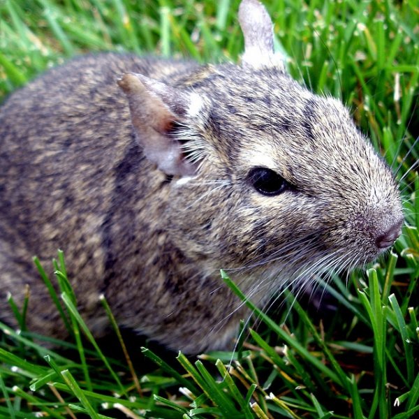 The Degu