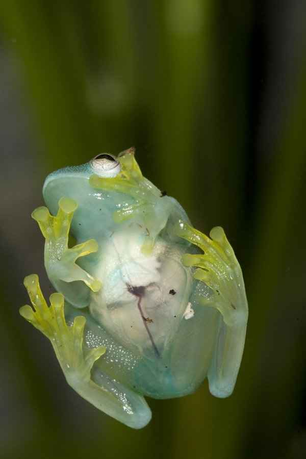 The Glass Frog