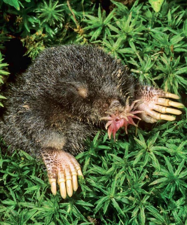 The Star Nosed Mole