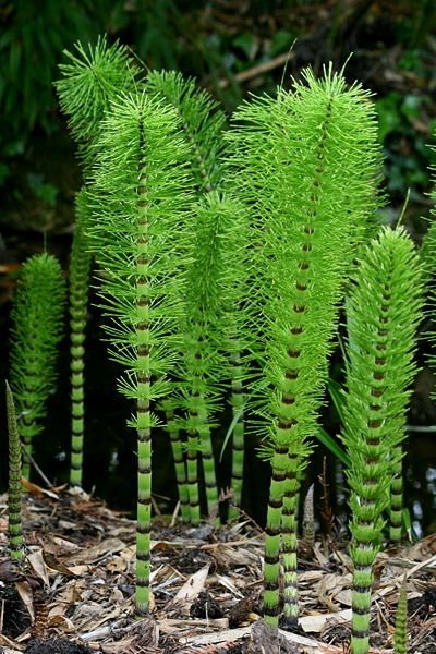 Horsetail