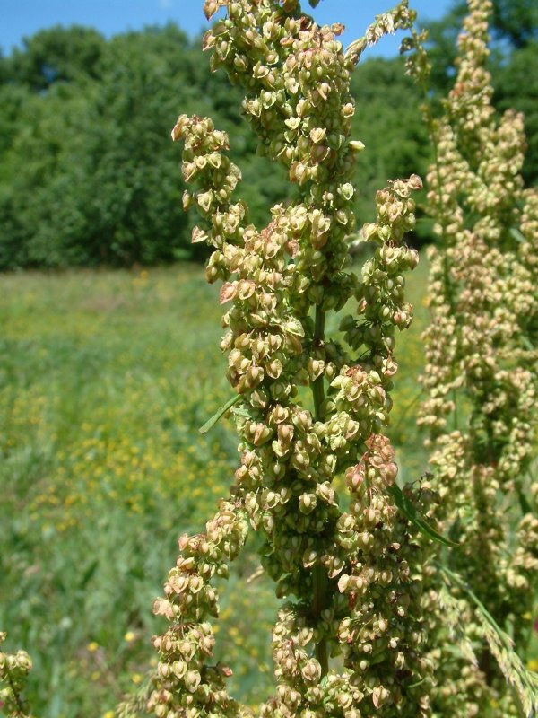 Yellow Dock Root