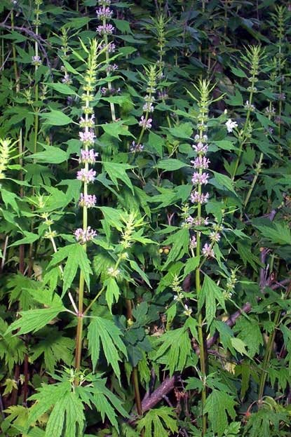 Motherwort