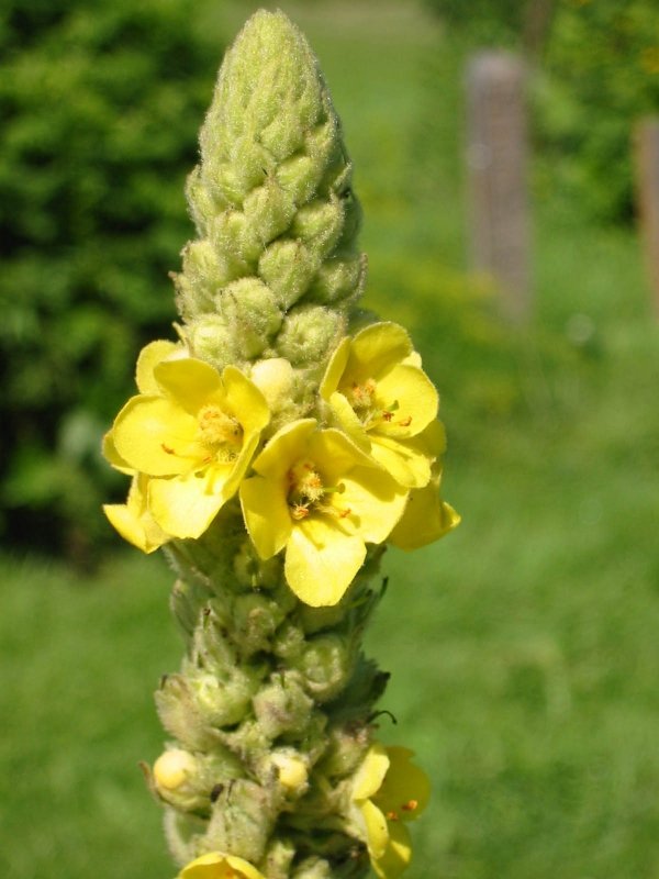 Mullein