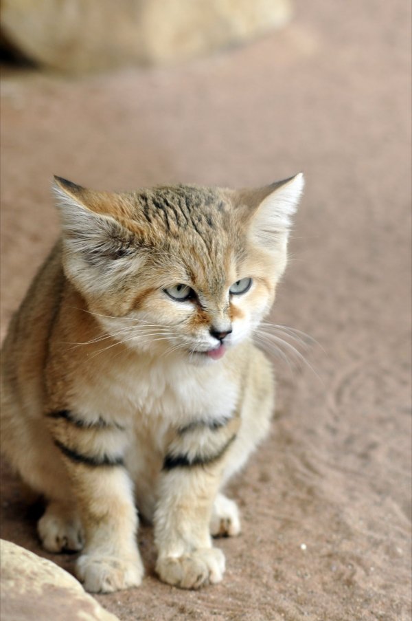 Sand Cat