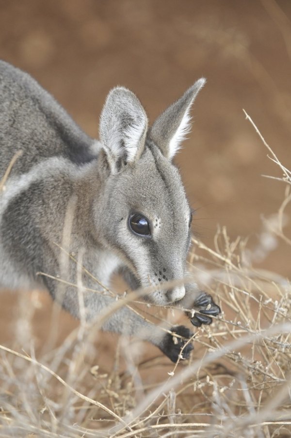 Bilby