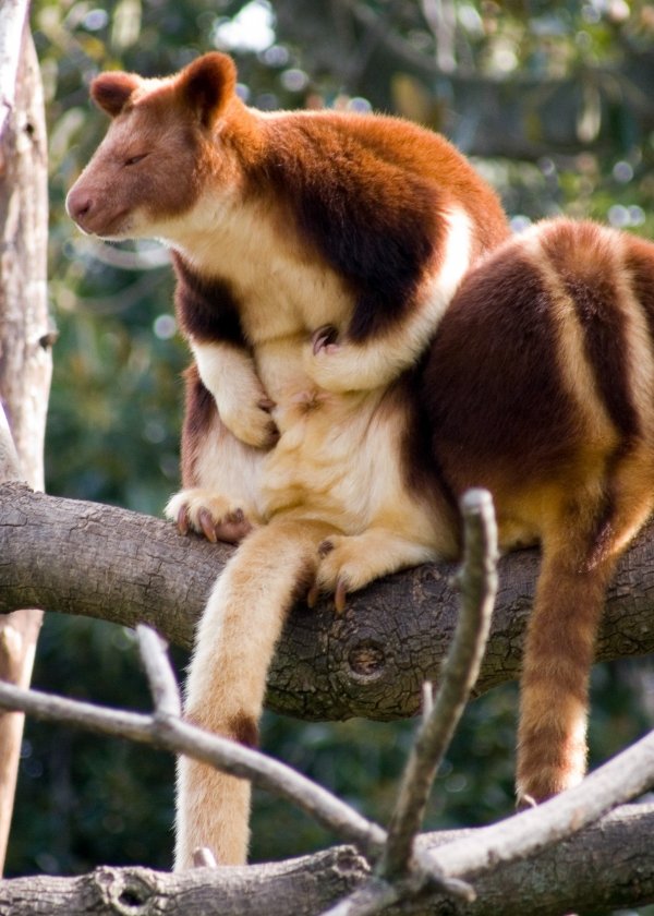 Tree Kangaroo