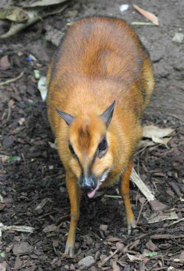 Mouse Deer