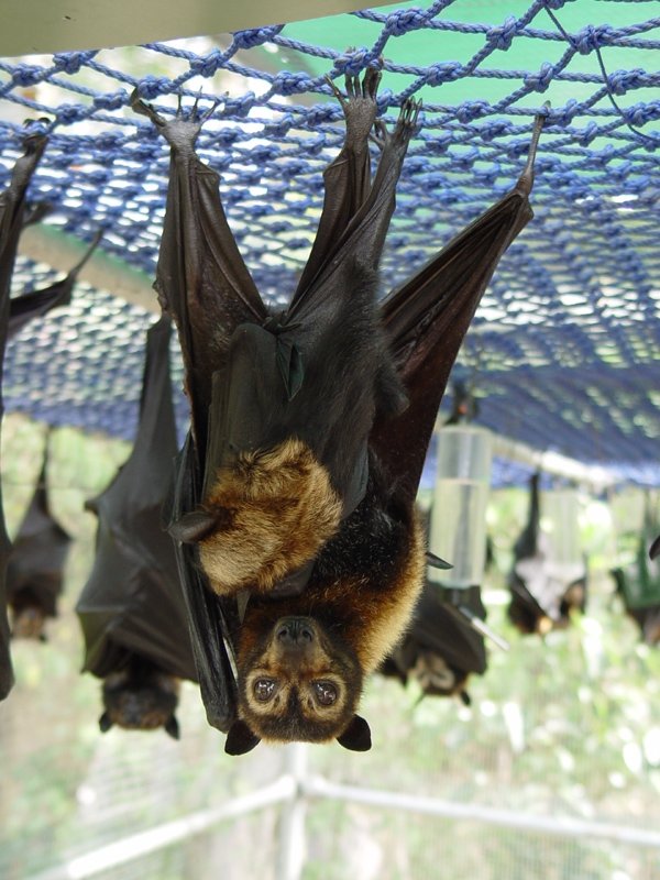 Spectacled Flying Fox