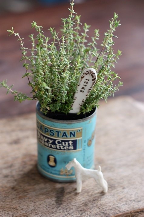 Thyme