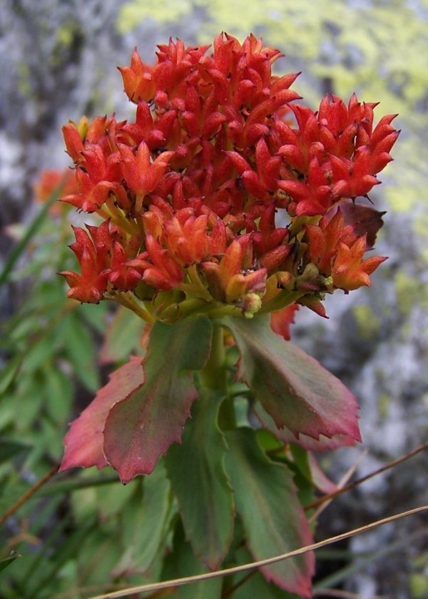 Rhodiola Rosea