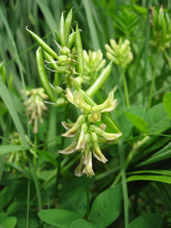 Astragalus