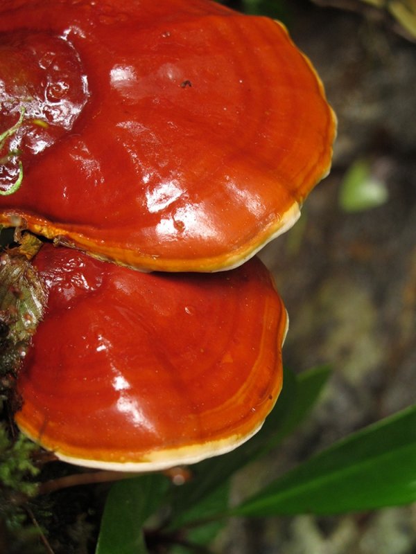 Reishi